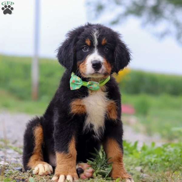 Oliver, Bernese Mountain Dog Puppy